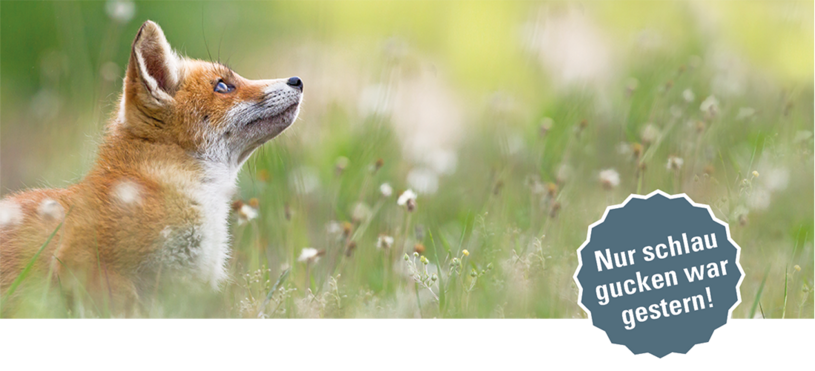 Bild eines kleinen Fuchses auf einer Wiese, der nach rechts oben schaut und dem Text "Nur schlau gucken war gestern!"